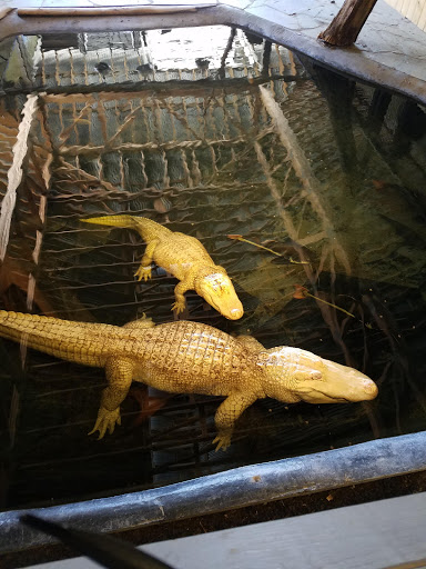 Zoo «Alligator Adventure», reviews and photos, 4604 Hwy 17 S, North Myrtle Beach, SC 29582, USA