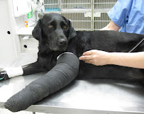 Orange County Emergency Pet Clinic - Photo 2 - Car repair in Garden Grove, CA, Garden Grove