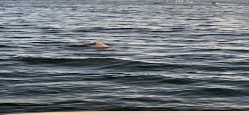 Sightseeing Tour Agency «Southern Star Dolphin Cruises», reviews and photos, 100 Harbor Blvd, Destin, FL 32541, USA