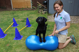 4 Point Physio - Veterinary Physiotherapy & Hydrotherapy dogs