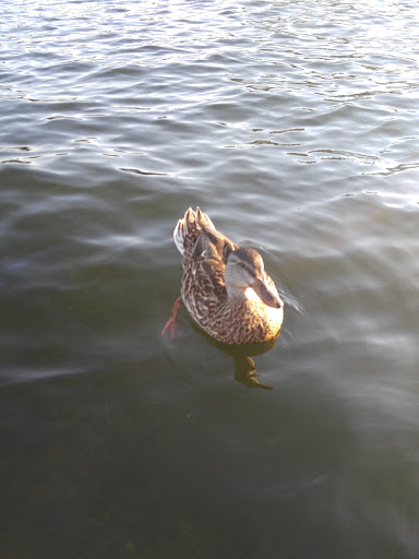 Park «Willard Wyatt Park», reviews and photos, 10508 Chapel Hill Rd, Lake Stevens, WA 98258, USA