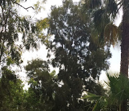 Tabachines Point Park photo