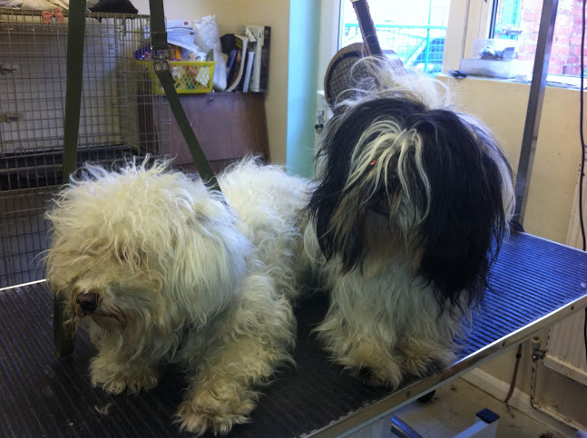“Groomers Northampton “ complete dog grooming service - Northampton