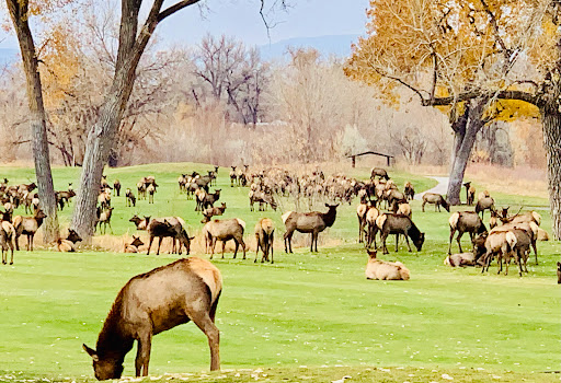 Golf Course «Mariana Butte Golf Course», reviews and photos, 701 Clubhouse Dr, Loveland, CO 80537, USA
