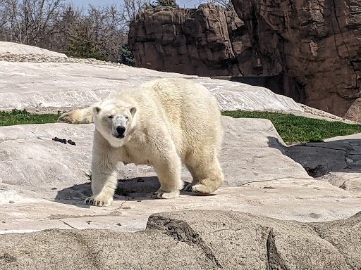 Zoo «Arctic Ring of Life», reviews and photos, 8450 W 10 Mile Rd, Royal Oak, MI 48067, USA