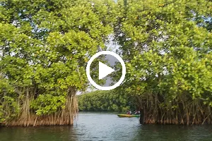Mangrove safari image