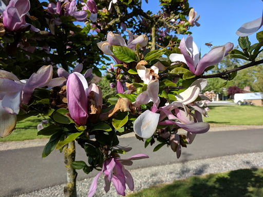 Park «Lynden City Park», reviews and photos