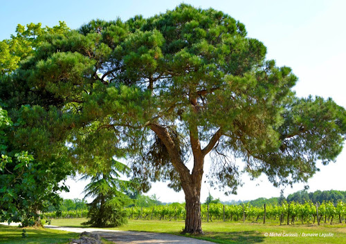 Domaine Laguille à Eauze