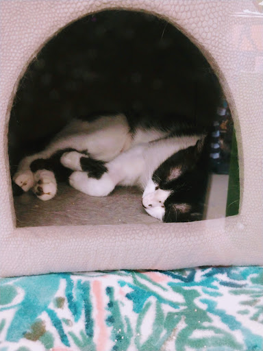 Pet Supply Store «Petco Animal Supplies», reviews and photos, 1080 S Main St, Kernersville, NC 27284, USA