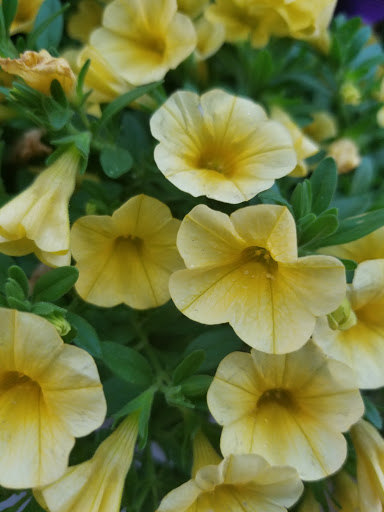 Grocery Store «C-Town Supermarkets», reviews and photos, 47 Main St, New Britain, CT 06051, USA