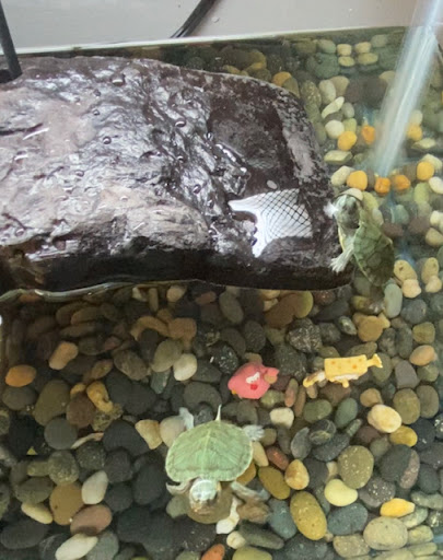 Pet Supply Store «Petco Animal Supplies», reviews and photos, 1400f 75th St, Downers Grove, IL 60516, USA