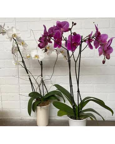 Florist «Redwood City Florist», reviews and photos, 440 Woodside Rd, Redwood City, CA 94061, USA