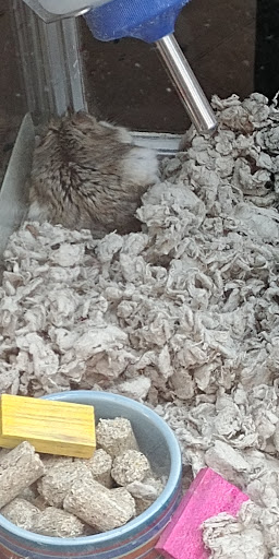 Pet Supply Store «Petco Animal Supplies», reviews and photos, 7680 Poplar Ave, Germantown, TN 38138, USA