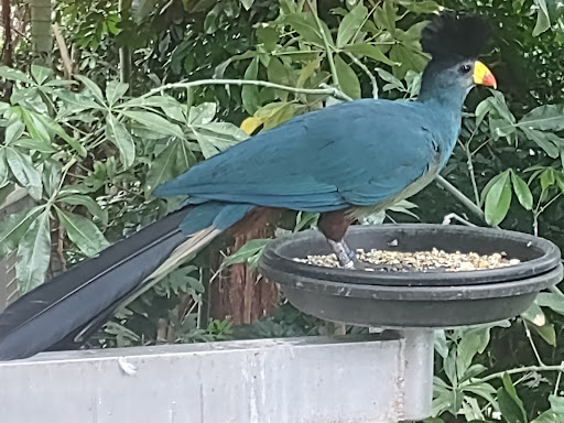 Zoo «Rainforest Pyramid», reviews and photos, 1 Hope Blvd, Galveston, TX 77554, USA