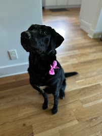 The Woof Lodge - Photo 5 - Car repair in Arden, NC, Asheville