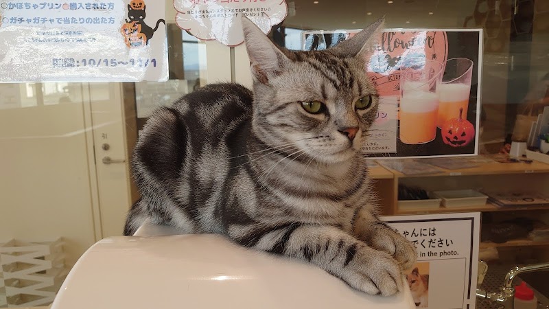 猫カフェ Moff Animal Cafe グランベリーパーク店 東京都町田市鶴間 カフェ 喫茶 グルコミ