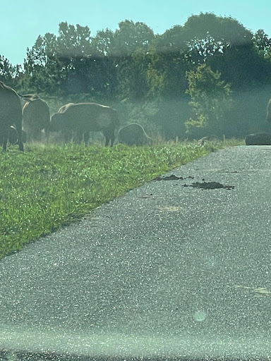 Nature Preserve «Elk and Bison Prairie», reviews and photos, Elk & Bison Prairie Rd, Golden Pond, KY 42211, USA