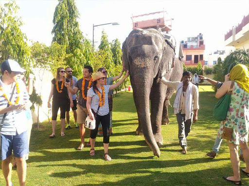 EleJungle Elephant Safari And Restaurant Jaipur