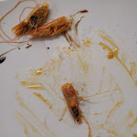 Photo n°5 de l'avis de Michele.u fait le 25/03/2022 à 18:49 sur le  Ristorante - Pizzeria L' Arco à Latina