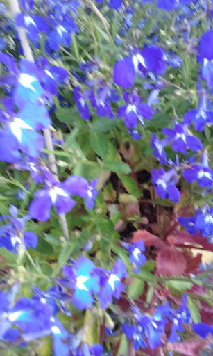 Grocery Store «Super Stop & Shop», reviews and photos, 446 Putnam Pike, Greenville, RI 02828, USA