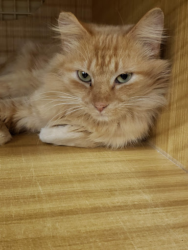 Pet Supply Store «Petco Animal Supplies», reviews and photos, 298 Spring Creek Drive, Franklin, TN 37067, USA