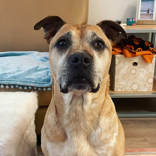 Grand Strand Animal Hospital image