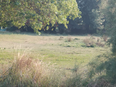 LE DOMAINE DES TAMARIGUIERS à Argelès-sur-Mer