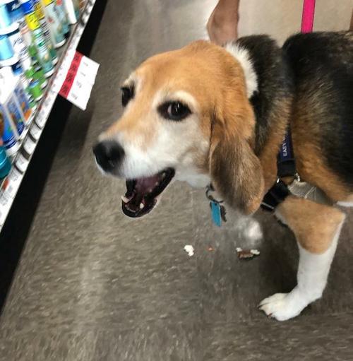 Pet Supply Store «Pet Supplies Plus», reviews and photos, 5394 Kemps River Dr Suite 101, Virginia Beach, VA 23464, USA