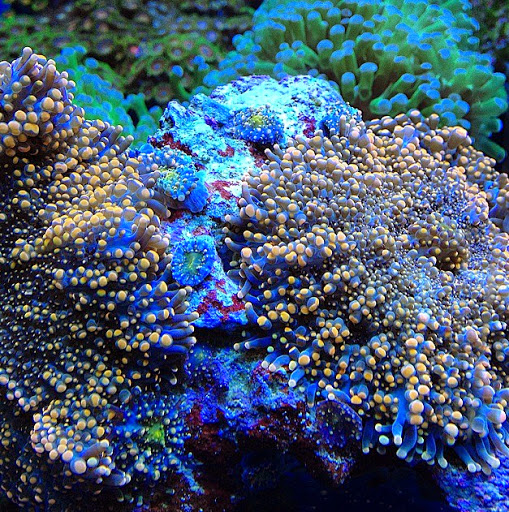 Tropical Fish Store «Fishy Business», reviews and photos, 911 E Church St, Lexington, TN 38351, USA