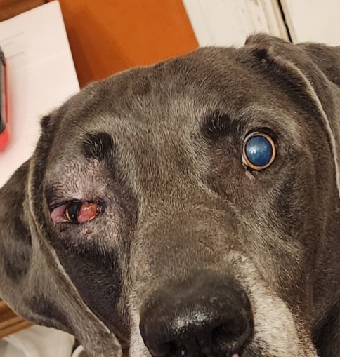 CVETS - Veterinary Urgent Care image