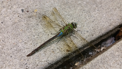 Supermarket «King Kullen», reviews and photos, 1170 Deer Park Ave, North Babylon, NY 11703, USA