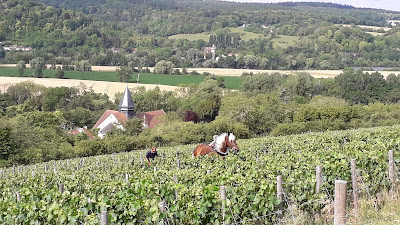 VIGNES DE GIVERNY à Giverny