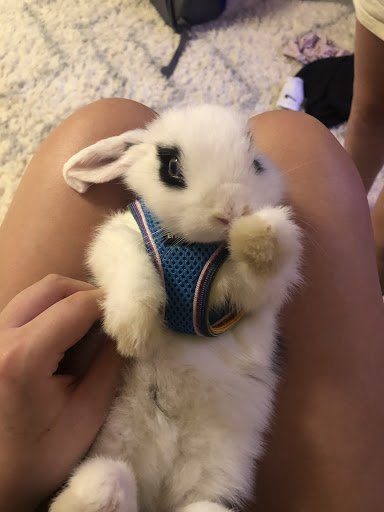 Pet Supply Store «Pet Supplies Plus», reviews and photos, 713 Brandilynn Blvd, Cedar Falls, IA 50613, USA