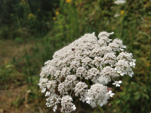 Park «Noble Woods Park», reviews and photos, 475 SE Century Blvd, Hillsboro, OR 97123, USA