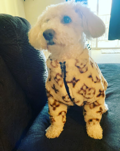 Pet Store «Discount Pet World», reviews and photos, 317 Clement St, San Francisco, CA 94118, USA