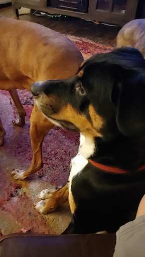 Pet Supply Store «PetSmart», reviews and photos, 2525 W Wheatland Rd, Dallas, TX 75237, USA