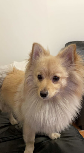 Pet Supply Store «PetSmart», reviews and photos, 250 Grossman Dr, Braintree, MA 02184, USA