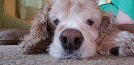 Comic Book Store «Modern Age Comics Algonquin», reviews and photos, 2210 E Algonquin Rd, Algonquin, IL 60102, USA