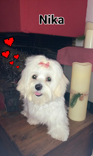 Salauris Veterinaris en Salou