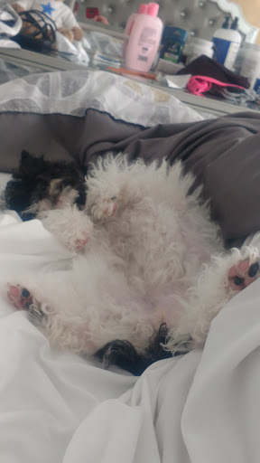 Pet Store «Pet Luv Pet Center», reviews and photos, 8057 S Cicero Ave, Chicago, IL 60652, USA