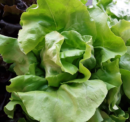 Reviews of Bev's Lettuce Patch in Whangarei - Supermarket