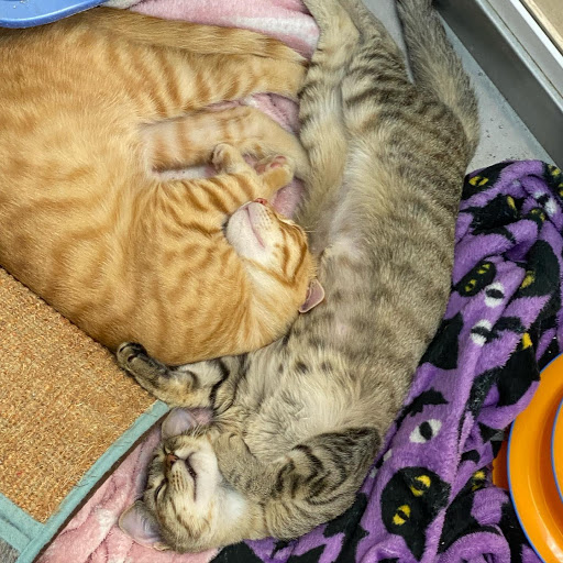 Pet Supply Store «North Tampa PET DEPOT», reviews and photos, 16033 Tampa Palms Blvd W, Tampa, FL 33647, USA