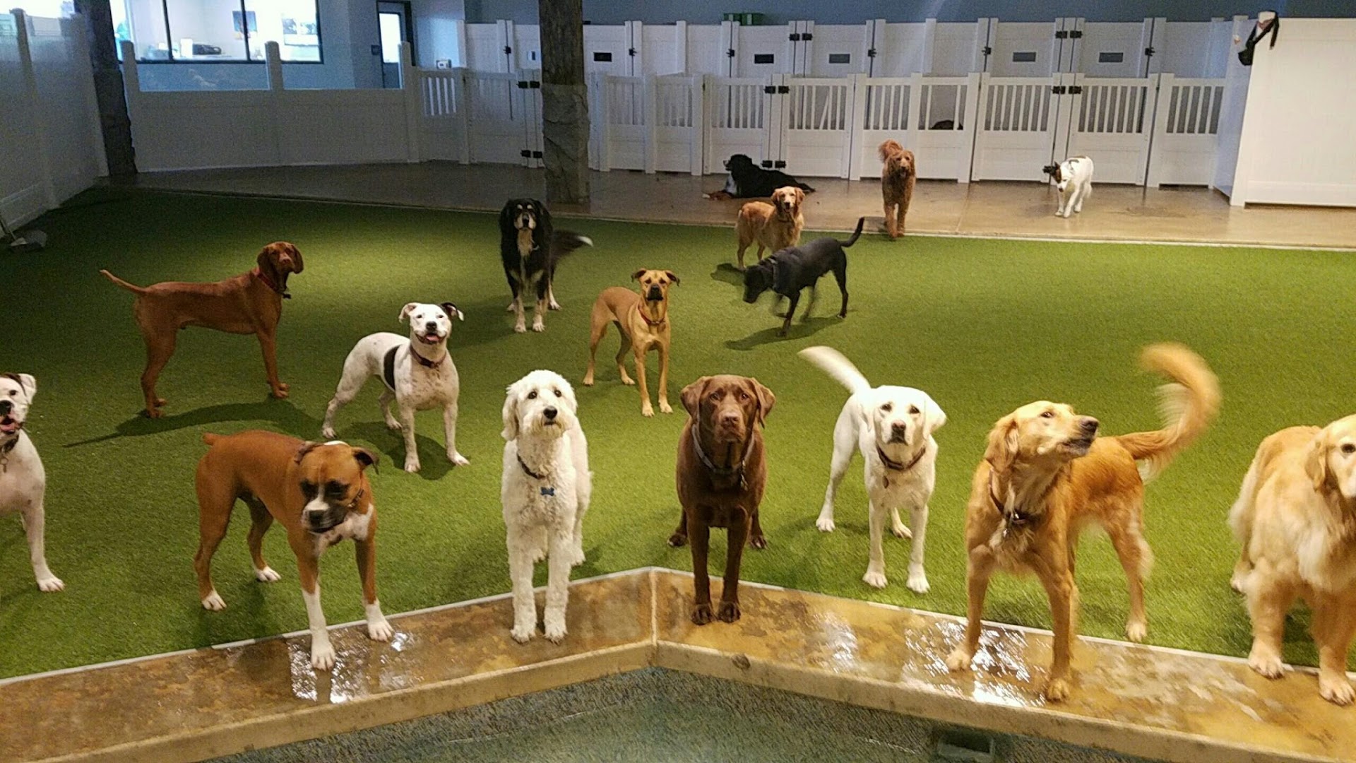 Doggie Daycare...And More