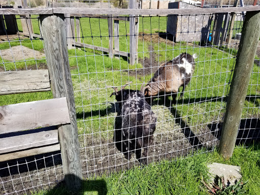 Tourist Attraction «Old Faithful Geyser of California», reviews and photos, 1299 Tubbs Ln, Calistoga, CA 94515, USA