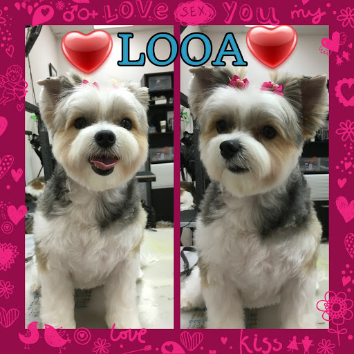 Pet Store «La Bone Pet Spa», reviews and photos, 8739 Stirling Rd, Cooper City, FL 33328, USA