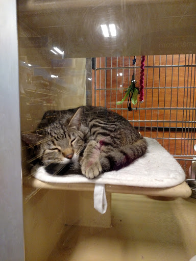 Pet Supply Store «PetSmart», reviews and photos, 3340 FM 544 Ste 800, Wylie, TX 75098, USA