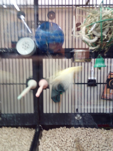 Pet Supply Store «PetSmart», reviews and photos, 2800 TX-121, Euless, TX 76039, USA