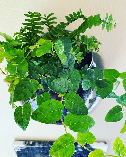 Gift Shop «Natural Selection», reviews and photos, 39 St Lawrence Ave, Reno, NV 89509, USA