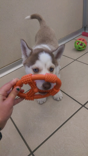 the family puppy of fountain walk