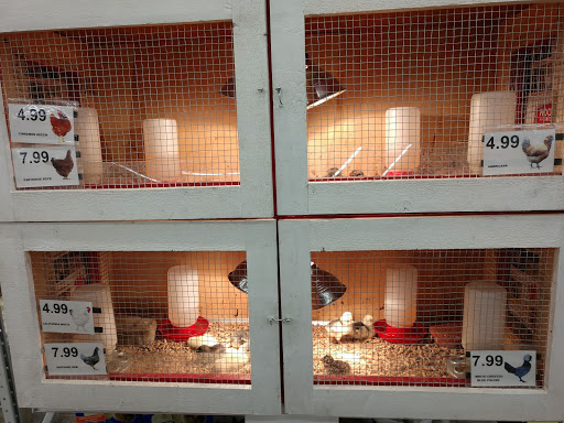 Hardware Store «Chandler Ace Hardware», reviews and photos, 4870 S Gilbert Rd, Chandler, AZ 85249, USA